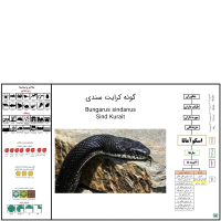 گونه مار کرایت سندی Bungarus sindanus